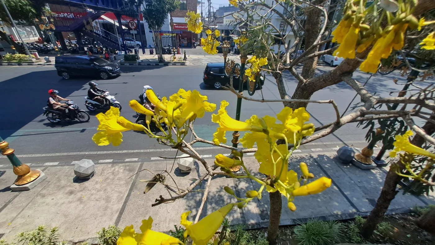 Tabebuya Kuning Bermekaran, Percantik Kawasan Kayutangan Kota Malang