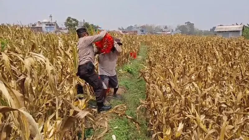 Cuaca Terik Tak Surutkan Semangat Polisi dan Petani, Panen Jagung 1,2 Ton di Cemorokandang
