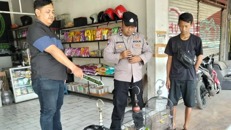 Ruko Ditinggal Semalam, Pagi-pagi Ludes! Maling di Pakisaji Angkut Burung Hingga 43 Karung Beras