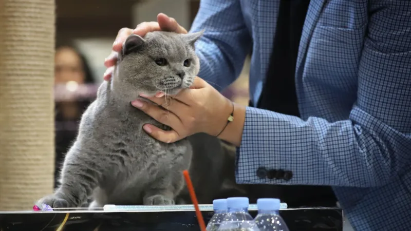 82 Kucing Adu Pesona di Piala Rektor Prana Satwa Brawijaya 2026